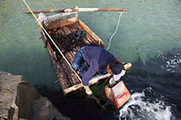 韓国のワカメ漁