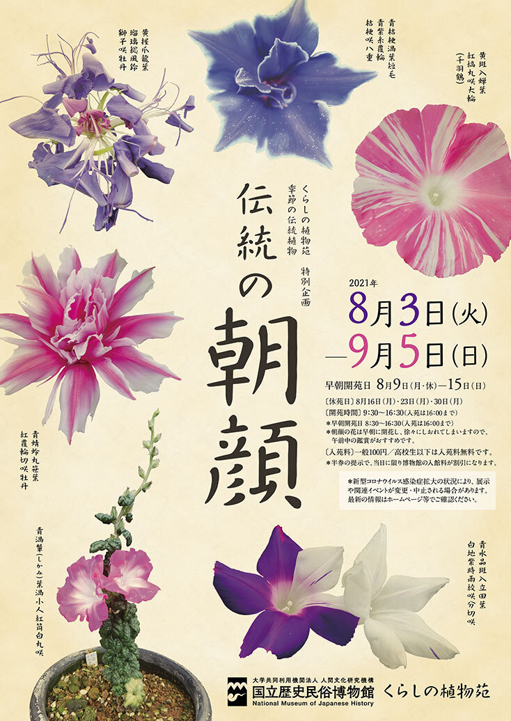 伝統の朝顔のポスター画像