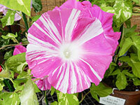 黄斑入蝉葉紅縞丸咲大輪の画像