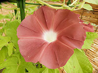 黄蝉葉栗皮茶丸咲大輪の画像