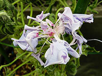 青斑入握爪龍葉淡藤鼠色風鈴獅子咲牡丹の画像