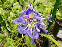 黄握爪龍葉瑠璃総風鈴獅子咲牡丹の画像