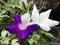 青水晶斑入立田葉白地紫時雨絞咲分切咲の画像