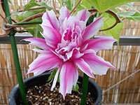 青蜻蛉丸笹葉紅覆輪切咲牡丹の画像