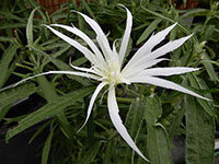 青打込弱渦柳葉白采咲牡丹