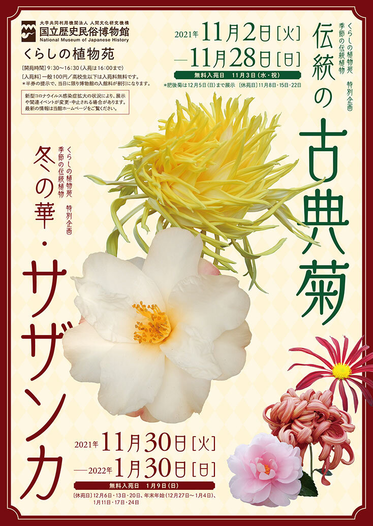 伝統の古典菊のポスター画像