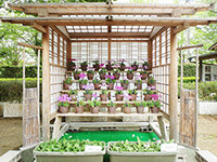 桜草花壇の画像