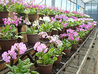 ビニールハウス展示風景の画像