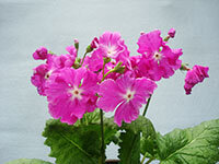 清風名月の画像