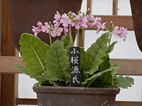 小桜源氏の画像