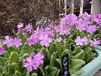 戸田ヶ原桃の画像