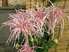 歴博オリジナルの菊の画像