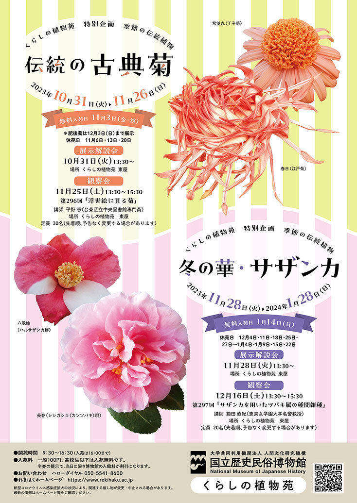 伝統の古典菊のポスター画像