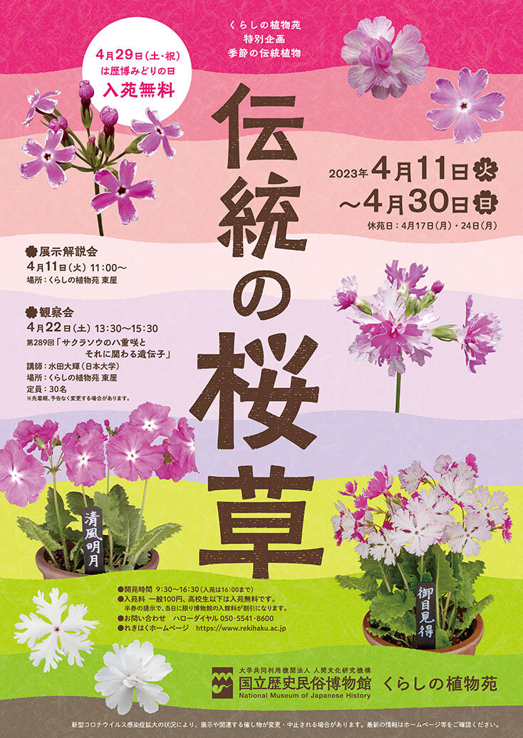 伝統の桜草のポスター画像