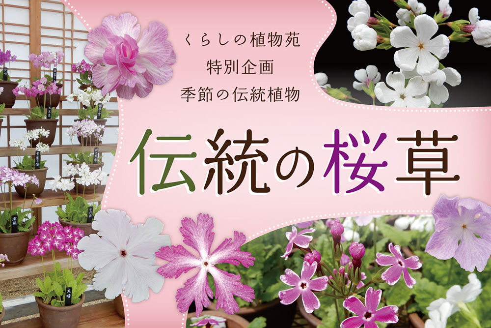 伝統の桜草のポスター画像