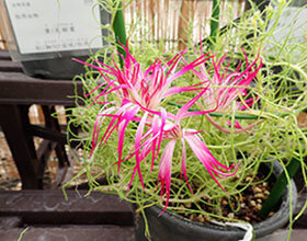 変化朝顔No.664　牡丹出物　黄糸柳葉紅細切采咲牡丹