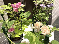 第323回観察会