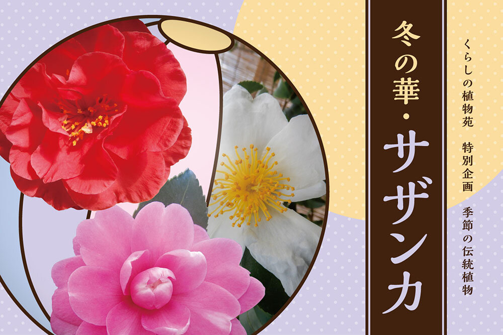 冬の華・サザンカ