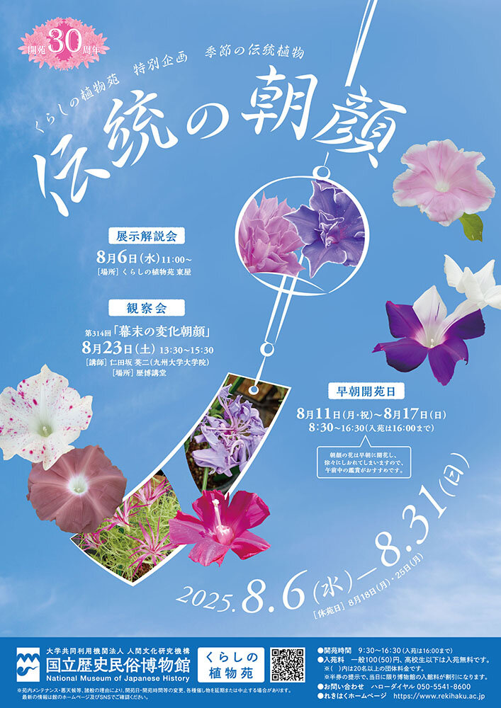 「伝統の朝顔」（2025年度）