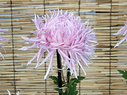 涛の花霞