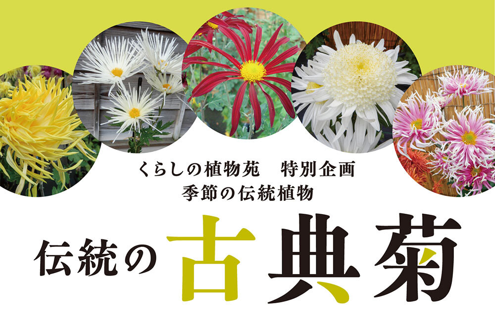 伝統の古典菊