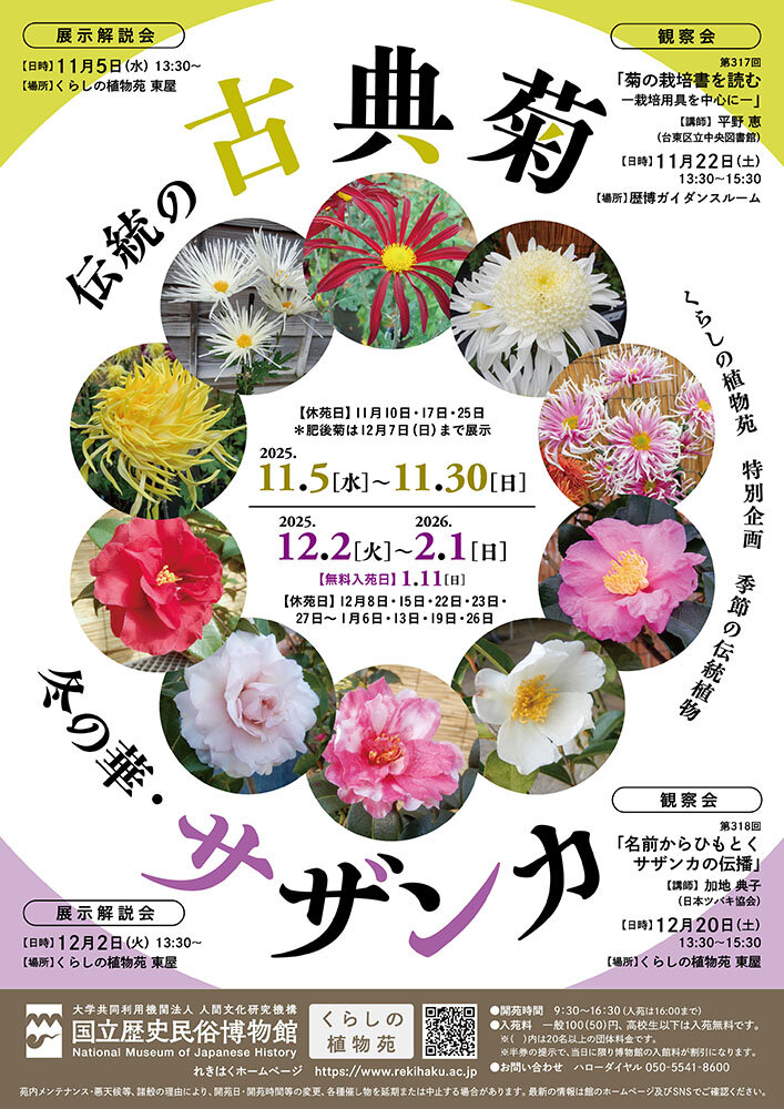 「伝統の古典菊」（2025年度）