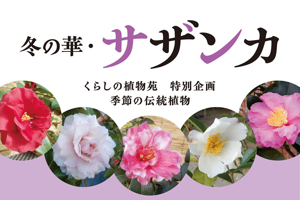冬の華・サザンカ