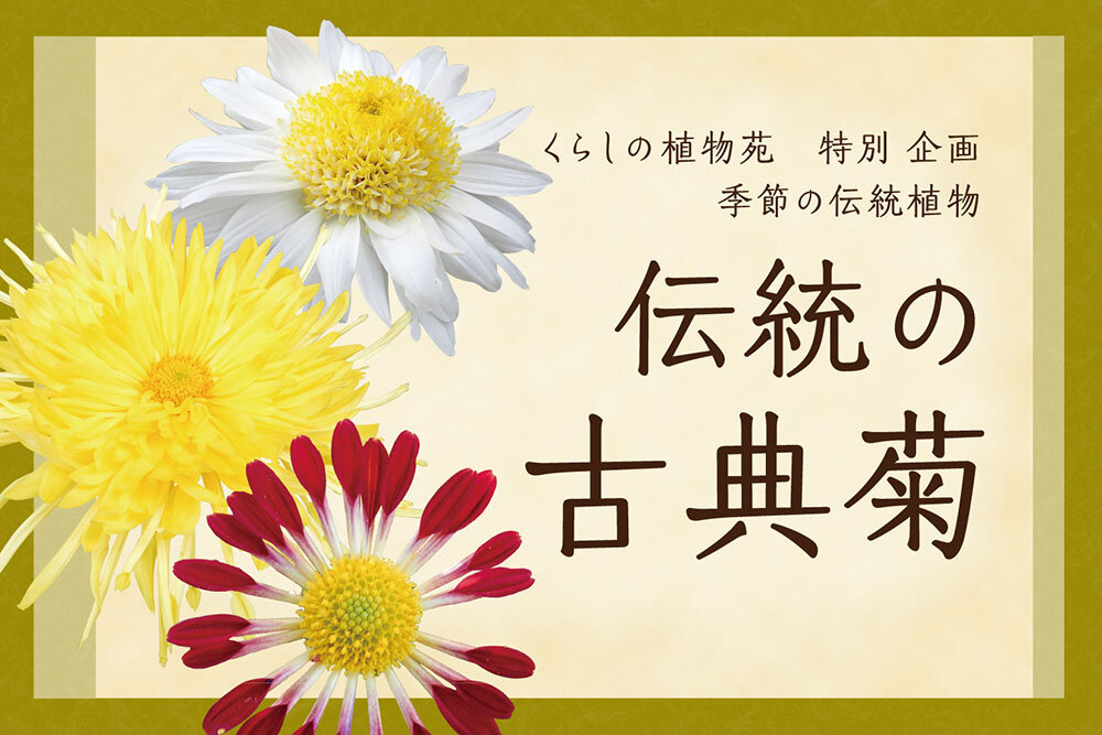 「伝統の古典菊」（2026年度）