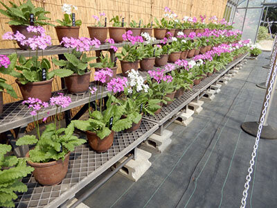 ハウス展示風景（野生種）