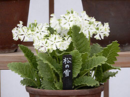 松の雪／まつのゆき （園芸種）