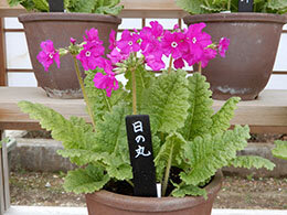 日の丸／ひのまる （園芸種）