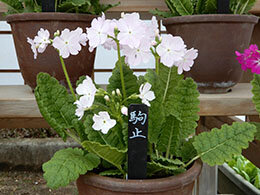 駒止／こまどめ （園芸種）