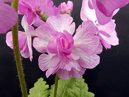 桃の舞／もものまい （園芸種）