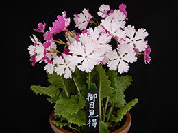 御目見得／おめみえ （園芸種）