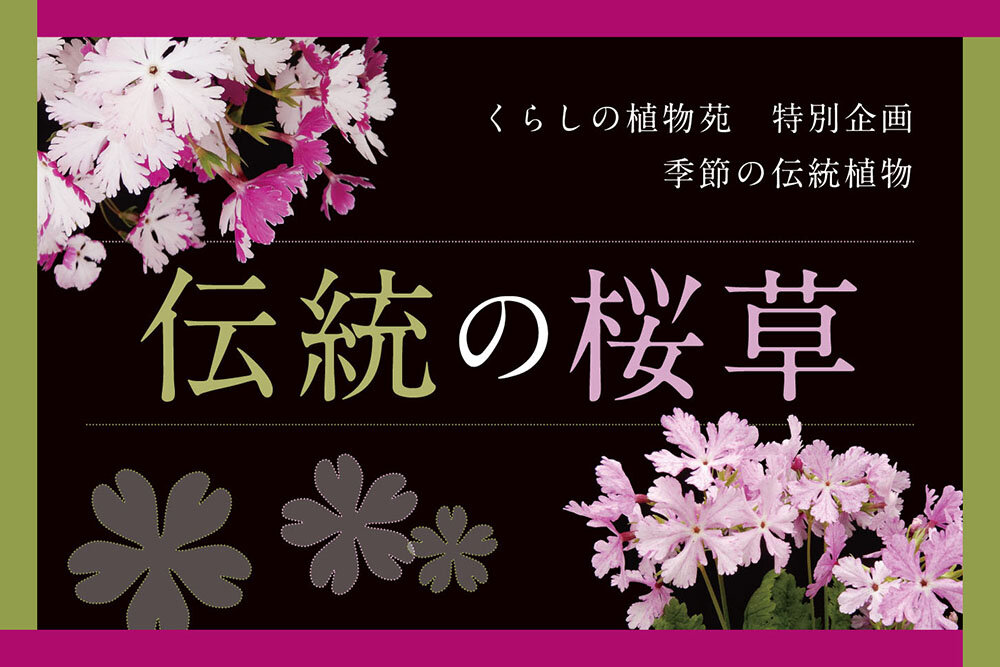 "Traditional Primroses" (2026)