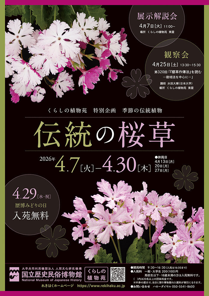 「伝統の桜草」（2026年度）