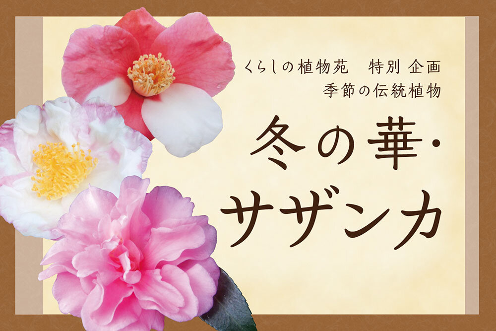 「冬の華・サザンカ」（2026年度）