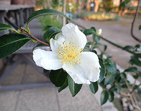 サザンカ（自生種）