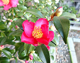 サザンカ `爪折笠'