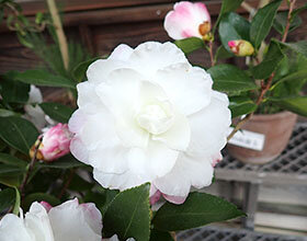 サザンカ ‘初光’