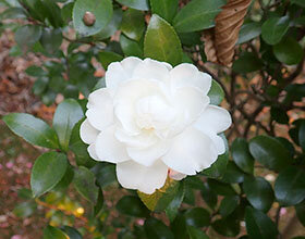 サザンカ ‘千里の秋’