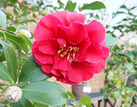 サザンカ ‘東牡丹’