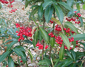 マンリョウ（赤実）