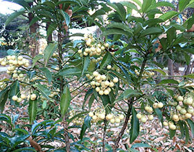 マンリョウ（白実）