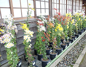 古典菊（歴博オリジナル）