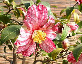 サザンカ ‘古金欄’（ツバキ科ツバキ属）