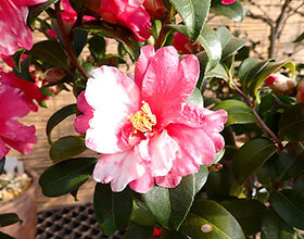 サザンカ ‘星飛竜’