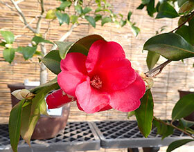 サザンカ ‘夢侘助’