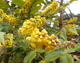 ヒイラギナンテン