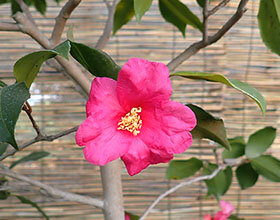 サザンカ ‘鶯宿梅’
